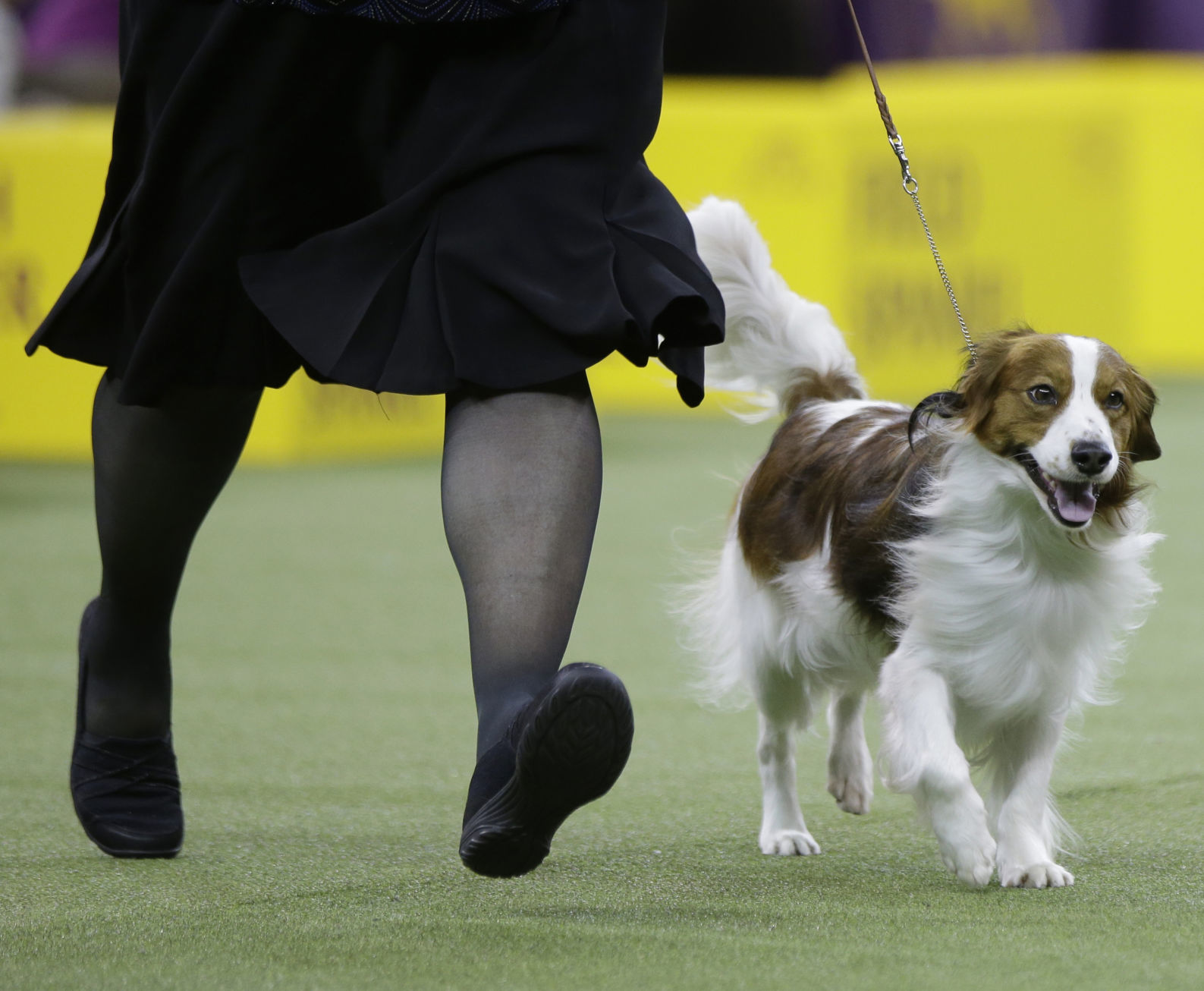 Westminster Dog Show